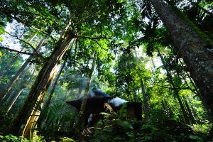 The foods we eat, the air we breathe, the water we drink and the climate that makes our planet habitable all come from nature. For instance, each year, marine plants produce more than a half of our atmosphere's oxygen, and a mature tree cleans our air, absorbing 22 kilos of carbon dioxide, releasing oxygen in exchange. Despite all the benefits that our nature give us, we still mistreat it.That is why we need to work on that. That is why we need this Observance.